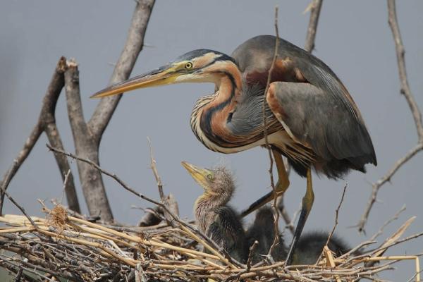 1530 Purple Heron